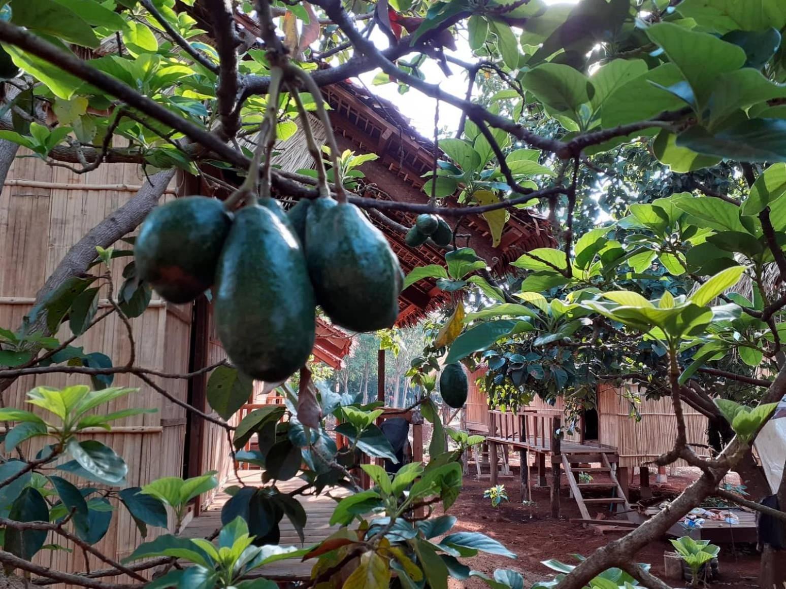 Tribal Village Homestay & Trekking Banlung Eksteriør bilde